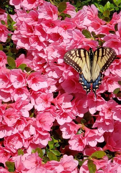 Eastern Tiger Swallowtail Butterfly On Azalea Waxhaw Nort Flickr
