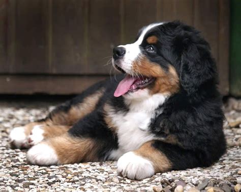 Baby Berner