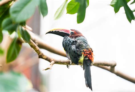 Female Green Aracari Zoochat