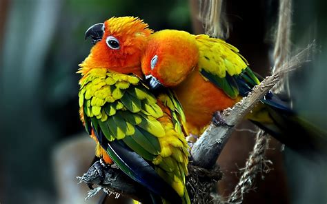 Animal Sun Parakeet Hd Wallpaper