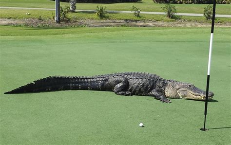 Fore Giant Alligator Goes For Stroll On Florida Golf