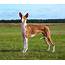 Ibizan Hound  Dog Breed History And Some Interesting Facts