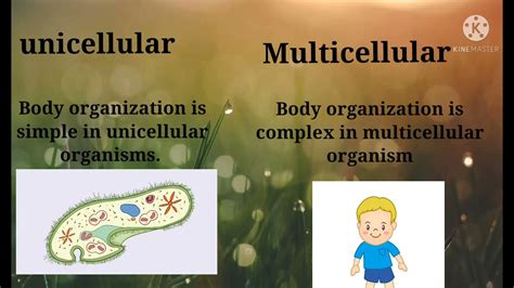 Difference Between Unicellular And Multicellular Organisms Biology