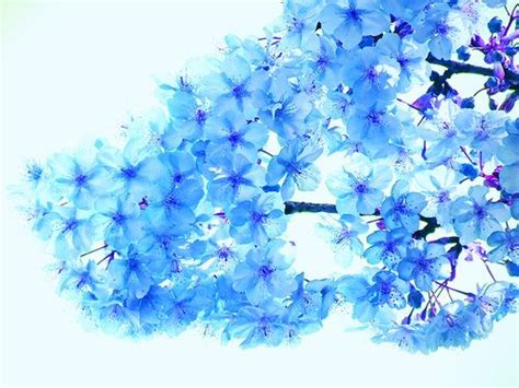 Blue Cherry Blossoms In 2020 Cherry Blossom Blue Cherry Blue