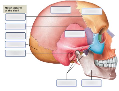 Bones Of The Adult Skull Lateral View Part 1 Diagram Quizlet
