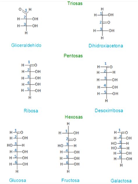 Carbohidratos Definición Estructura Y Clasificación Química