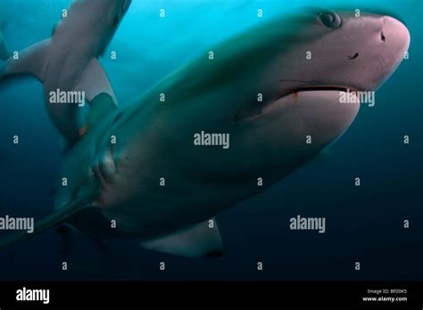 Blacktip Shark Carcharhinus Limbatus Aliwal Shoal South Africa Stock