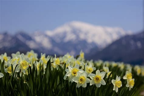 Daffodils Focus Flower Mountain Blur Nature Spring Hd