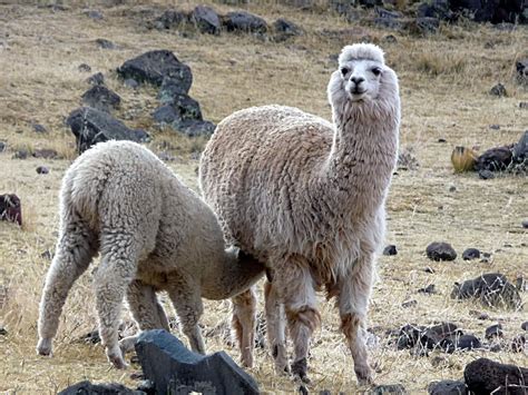 무료 이미지 포유 동물 동물 상 페루 야마 알파카 어머니 라마승 척골가 있는 비 쿠나 포유류와 같은 낙타