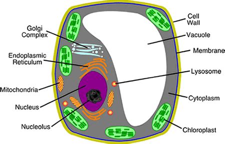 Plant cells also have a cell wall, and often have chloroplasts and a permanent vacuole. Animal Cells and Plant Cells | Cell As a Unit of Life