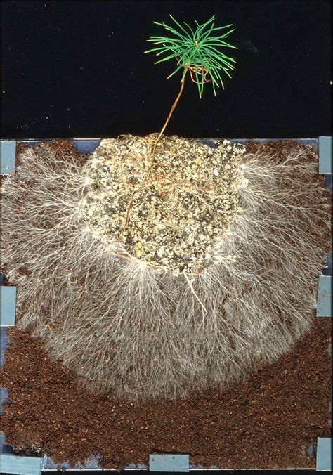 Botany Lab Mycorrhizae A Flora Fungi Partnership