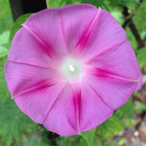 Incredible Morning Glory Flower On An Arbor In My Backyard Morning