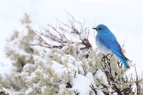 Wild Profile Meet The Mountain Bluebird Cottage Life