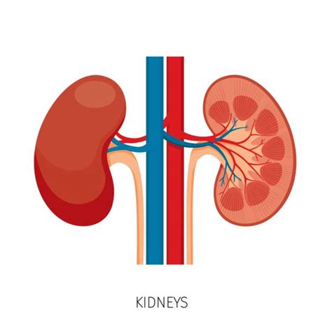 A combined showreel of four kidney animations created at the university of auckland. Human Kidney Illustrations, Royalty-Free Vector Graphics ...