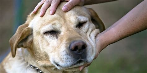 Puppy Up Foundation Skin Lumps And Bumps In Dogs What You Should Know