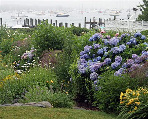 Hydrangea Care In May Hyannis Country Garden