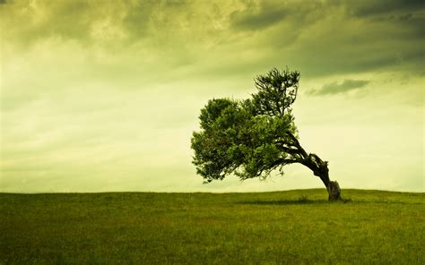 Old Tree 2560 X 1600 Nature Photography Miriadnacom