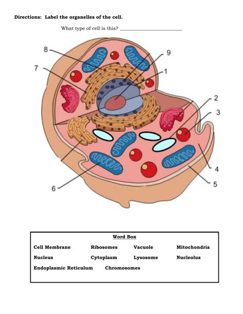 Use it as a poster in your classroom or have students glue it into their science notebooks. Directions: Label the organelles of the cell. What type of ...