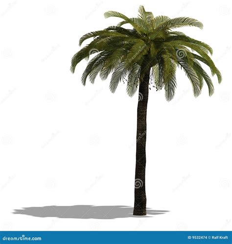 3d Render Of A Palm Tree Stock Illustration Illustration Of Object