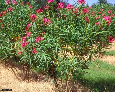 Oleander Is A Beautiful But Also Toxic Shrub Hgtv