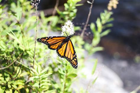 You might not know this about monarch butterflies | Cottage Life