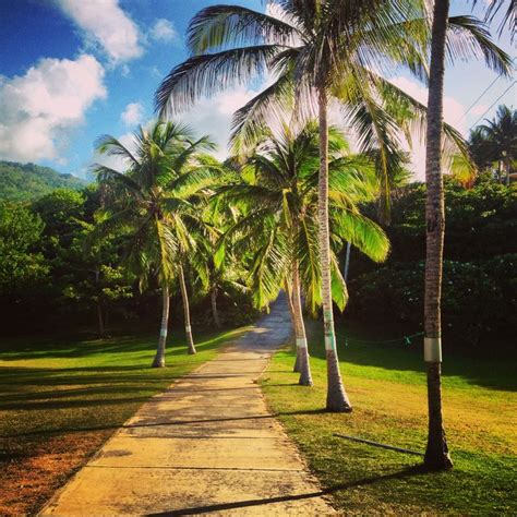 Palm Tree Drive Barbados Barbados Palm Trees Tree