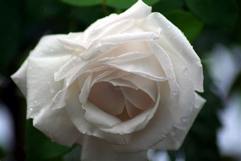 White Rose After Rain Flowers Free Nature Pictures By Forestwander