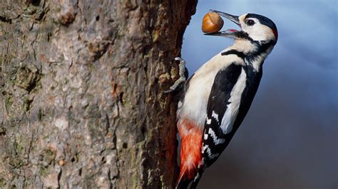The Great Spotted Woodpecker Trees For Life