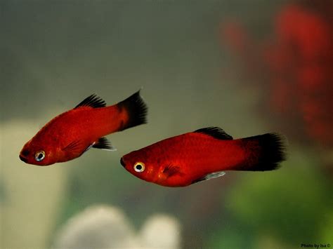 Platies Fish Care And Breeding Exotic Tropical Ornamental Fish Photos