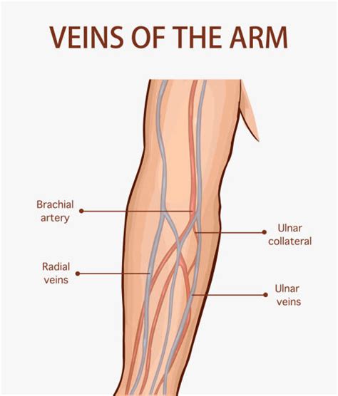 Arteries Diagram Arm Body Anatomy Upper Extremity Vessels The Hand