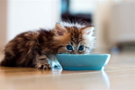The 8 Best Premium Dry Foods To Buy For Cats In 2018