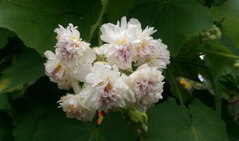 The double-r, double-n, double-flowered Sparrmannia