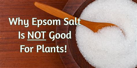 As early as the 17th century there are records of people taking advantage of its natural properties. Using Epsom Salt On Plants - Why It Is NOT The Miracle ...