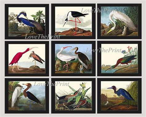 Audubon Bird Print Set Of 9 Prints Beautiful Antique Scarlet Etsy