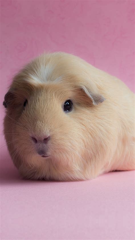 Wallpaper Guinea Pig Pink Funny Animals Animals 10127