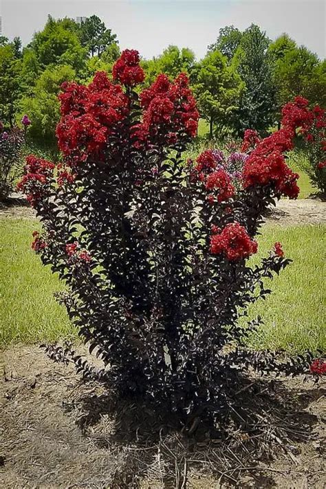 How To Care For Black Diamond Crape Myrtle Fast Growing Low Maintenance