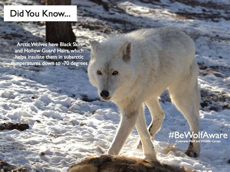 Fun Wolf Facts By The Colorado Wolf And Wildlife Center Arctic Wolf