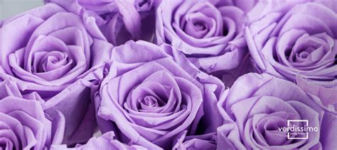 Meaning Behind The Lilac Rose Verdissimo