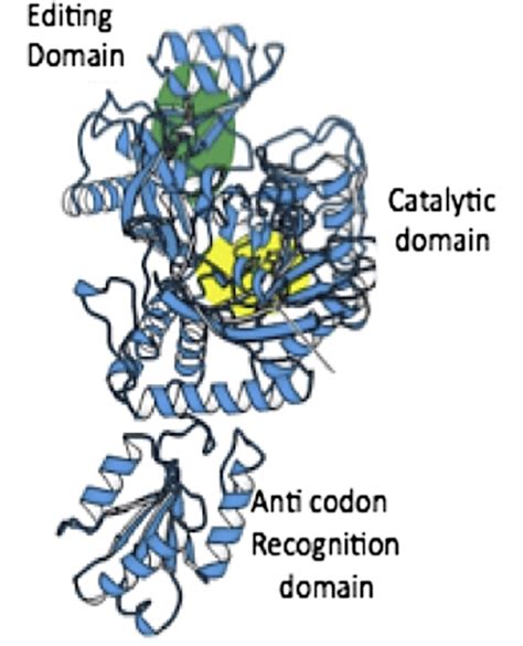 The Structure Of A Class Ii Amino Acid Trna Synthetase From The