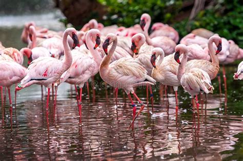 Flock Of Pink Flamingos Stock Image Image Of Exotic 44589037