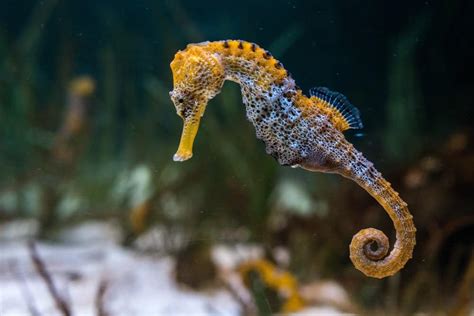 Seahorse Fish Facts Hippocampus Az Animals