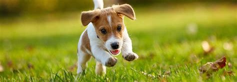 New Puppy Owner Guide And Tips