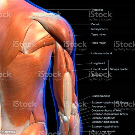 Labeled Anatomy Chart Of Male Shoulder Back And Triceps Muscles On