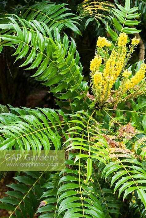 Mahonia Lomariifolia Stock Photo By Carole Drake Image 1290399