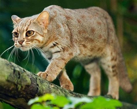 Rusty Spotted Cat International Society For Endangered Cats Isec Canada Small Wild Cats