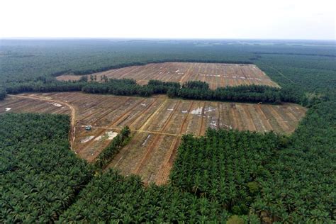 Pembangkit Listrik Biogas Limbah Sawit Pertama Beroperasi Di Riau Listrik Katadata Co Id