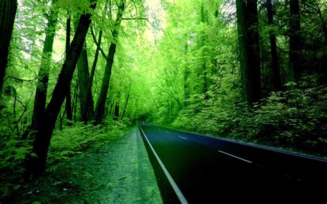 Download Forests Huge Nature Green Trees Landscape Greenery Tall By