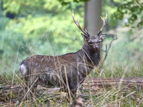 Manchurian Sika Deer Hunting Ox Ranch