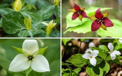 8 Different Types Of Trillium Flowers Garden Lovers Club
