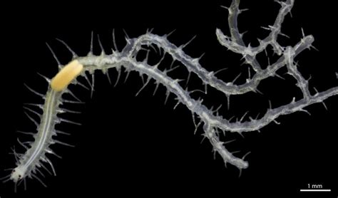 This Weird Sea Worm Has Many Butts Plural Nerdist